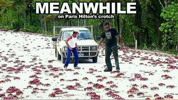mr. crabs in bikini bottom